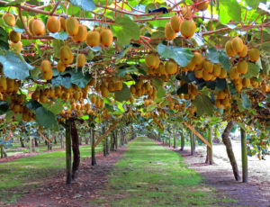 Il Kiwi Albero da Frutto